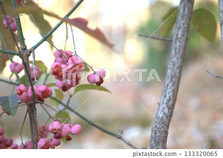 Mayumi's fruit 133320065