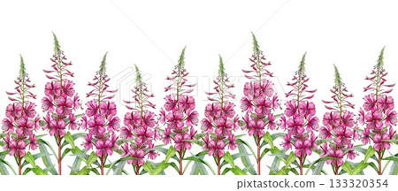 Fireweed plant seamless border on white background. Hand drawn Chamaenerion angustifolium medicinal herb watercolor illustration. Fresh rosebay willowherb wildflower vintage style decor element Fireweed plant seamless border on white background. Hand drawn Chamaenerion angustifolium medicinal herb watercolor illustration. Fresh rosebay willowherb wildflower vintage style decor element 133320354
