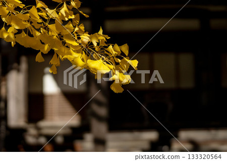 Yellow colored ginkgo leaves 133320564