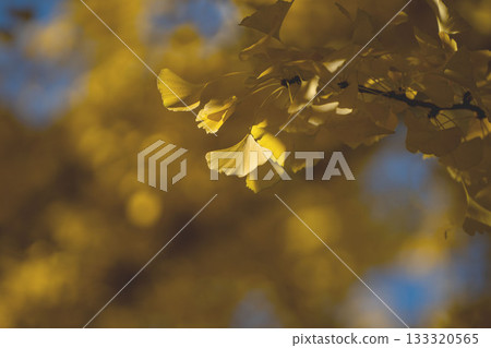 Yellow colored ginkgo leaves 133320565