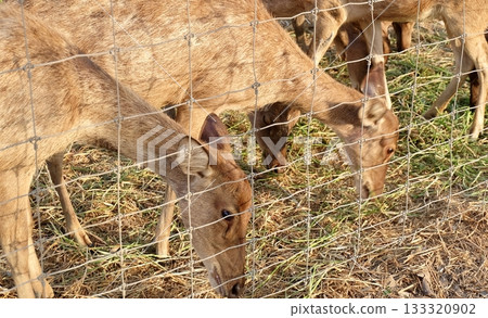 Healthy Deer Herd Feeding Inside Zoo Wire Enclosure Healthy Deer Herd Feeding Inside Zoo Wire Enclosure 133320902