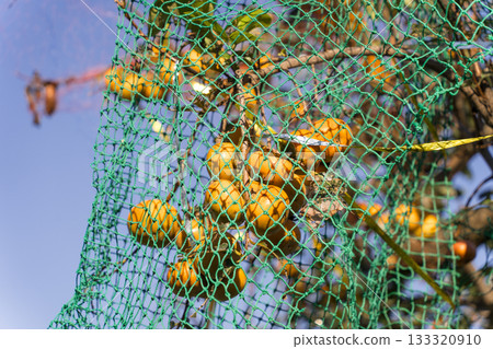 Persimmon bird netting in the garden Persimmon bird netting in the garden 133320910
