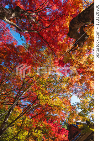 Red maple trees and transmitted light Red maple trees and transmitted light 133320930