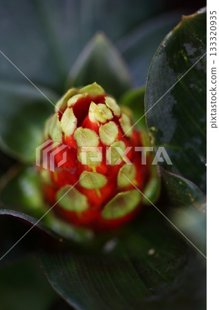 紅花薑花蕾 紅花薑花蕾 133320935