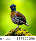 Colorful Exotic Bird Perched on Mossy Branch with Green Background 133321090