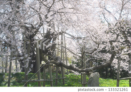 Cherry blossoms in Totsube Spring scenery 133321261