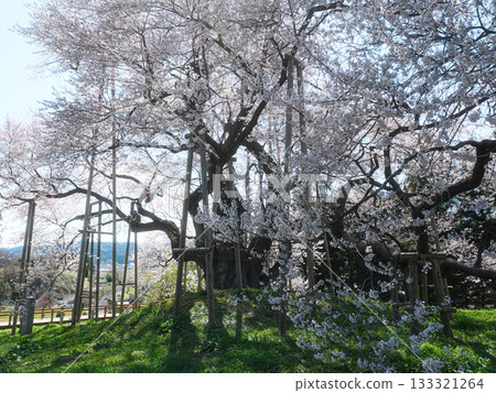 Totsube春天風景的櫻花 133321264