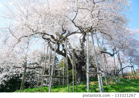 Cherry blossoms in Totsube Spring scenery 133321267
