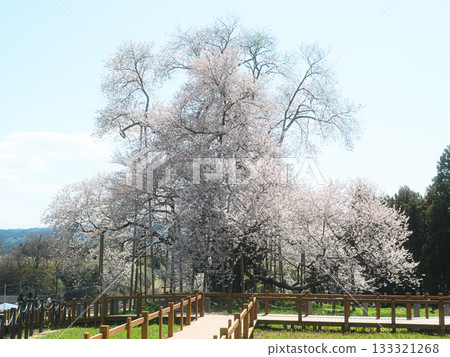 Cherry blossoms in Totsube Spring scenery 133321268
