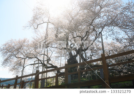 Totsube春天風景的櫻花 Totsube春天風景的櫻花 133321270