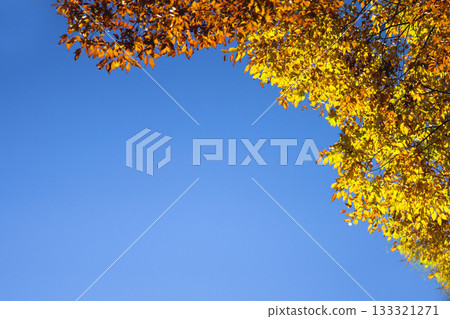 深秋時節,闊葉樹泛黃。 深秋時節,闊葉樹泛黃。 133321271
