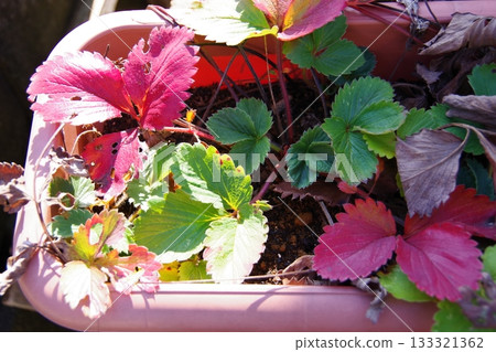 Strawberry leaf fall colors Strawberry leaf fall colors 133321362