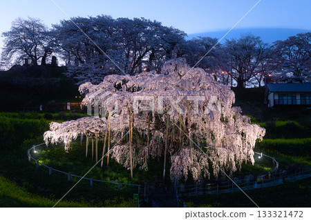 三春瀧櫻 春天的風景 三春瀧櫻 春天的風景 133321472