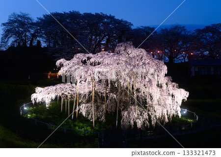 三春瀧櫻 春天的風景 133321473