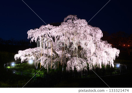 三春瀧櫻 春天的風景 133321474