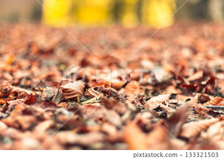 Autumn leaves blanket with soft golden background 133321503