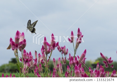 A field of sorrel flowers and a swallowtail butterfly A field of sorrel flowers and a swallowtail butterfly 133321674