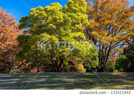 Searching for autumn colors in Tokyo 133321842
