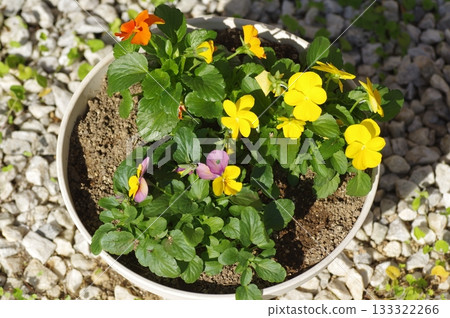 viola in a pot 133322266