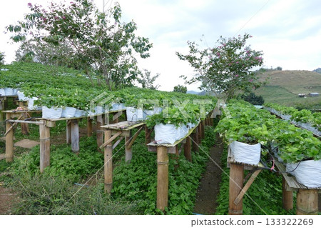 Strawberry plantation in Doi Ang Khang, Chiang Mai, Thailand Strawberry plantation in Doi Ang Khang, Chiang Mai, Thailand 133322269