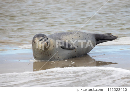 Seal Resting on the Beautiful Shoreline, Enjoying the Tranquil Ocean Waves in Natures Environment Seal Resting on the Beautiful Shoreline, Enjoying the Tranquil Ocean Waves in Natures Environment 133322410