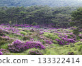 Miyamakirishi blooming in the mountains 133322414