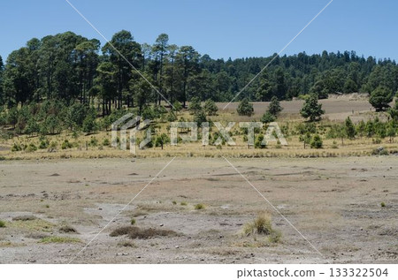 Showing dry earth, grass tufts on plateau leading to pine belt under clear sky, flat design Showing dry earth, grass tufts on plateau leading to pine belt under clear sky, flat design 133322504