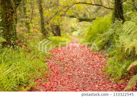 Peaceful autumn scene in forest Peaceful autumn scene in forest 133322545
