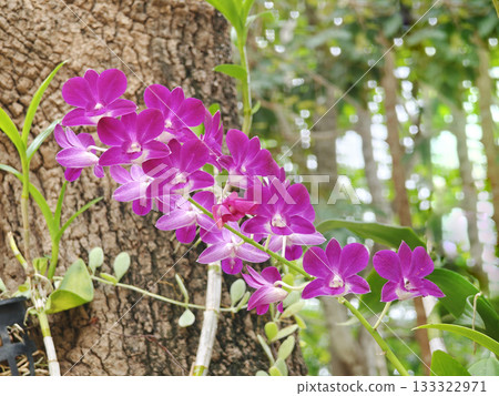 Pink dendrobium orchid blooming on a large tree in a natural garden. 133322971