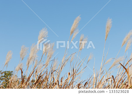 Japanese pampas grass swaying in the blue sky and wind Japanese pampas grass swaying in the blue sky and wind 133323028