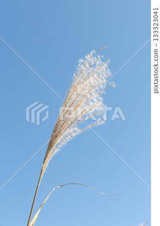 日本蒲葦在藍藍的天空和風中搖曳 133323041