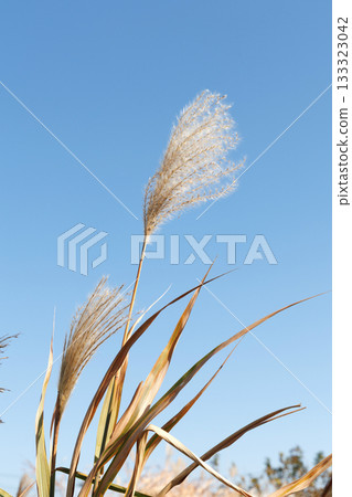 日本蒲葦在藍藍的天空和風中搖曳 日本蒲葦在藍藍的天空和風中搖曳 133323042