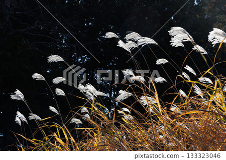 Susuki swaying in the wind Susuki swaying in the wind 133323046