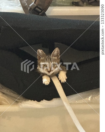A cute tabby kitten is hiding in a black chair cushion. A cute tabby kitten is hiding in a black chair cushion. 133323090