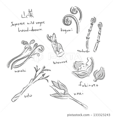 春季野生蔬菜插畫集 - 手繪墨水風格插畫 133323243