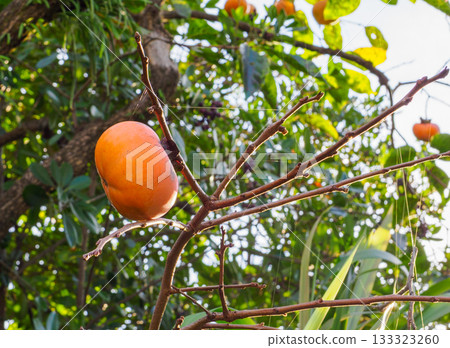 夕陽映照下的孤柿，用細線條勾勒出一幅秋日景象 133323260