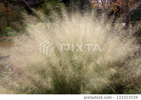 穆倫貝格 133323539