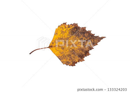 Close up of vibrant yellow autum leaf isolated on white background Close up of vibrant yellow autum leaf isolated on white background 133324203