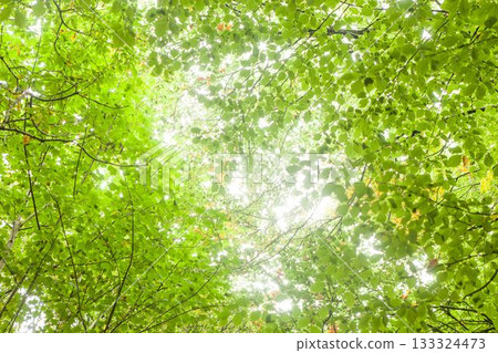 Dense tree canopy is showing sunlight rays filtering through green leaves, branches in flat design Dense tree canopy is showing sunlight rays filtering through green leaves, branches in flat design 133324473