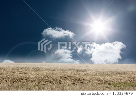 Harvested straw field is showing flat design with fluffy clouds, sun starburst rays and lens flare 133324679