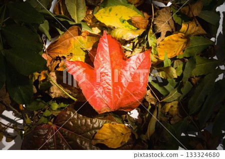 Close-up of fallen autumn leaves Close-up of fallen autumn leaves 133324680