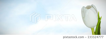 Flowers on sky background Flowers on sky background 133324777