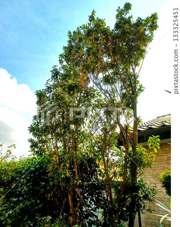 The evergreen tree that is the symbol of our house, the Japanese holly The evergreen tree that is the symbol of our house, the Japanese holly 133325451