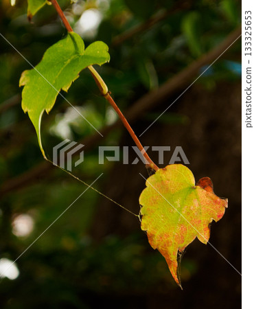 Autumn Leaf, colorful leaves swaying on the thread Autumn Leaf, colorful leaves swaying on the thread 133325653