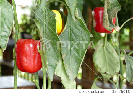 Fresh red peppers growing on a branch in a greenhouse. Selective focus with shallow depth of field. Fresh red peppers growing on a branch in a greenhouse. Selective focus with shallow depth of field. 133326018