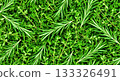 Fresh green rosemary and thyme herbs background for concept of cooking, gardening, or healthy eating 133326491
