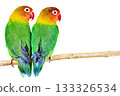 Pair of lovebirds 133326534