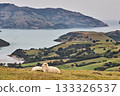 Akaroa Harbour, New Zealand 133326537