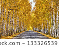 Birch grove in autumn colors 133326539