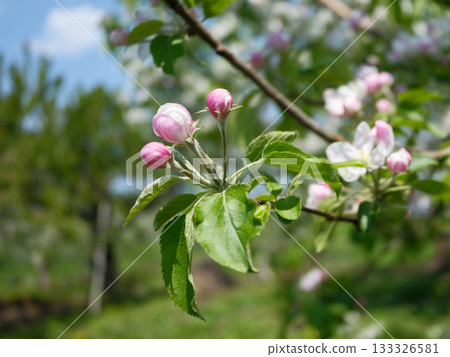 春天盛開的美麗蘋果花 春天盛開的美麗蘋果花 133326581